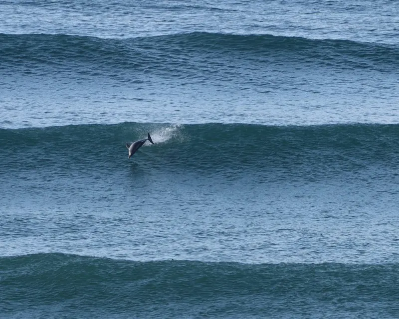 A dolphin leaping through a rolling wave off Byron Bay