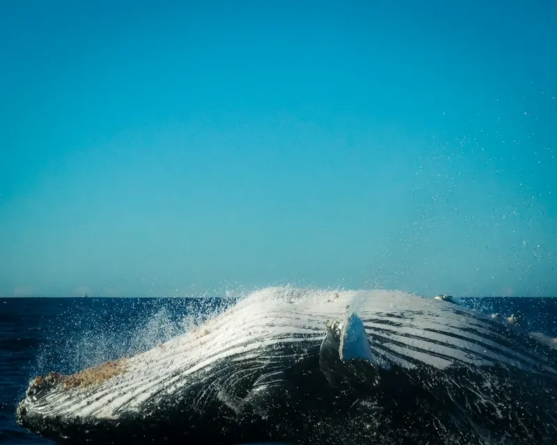 A humpback whale breaching off Byron Bay